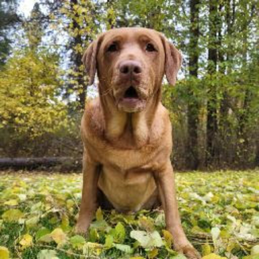 Meet your Posher, Katriya